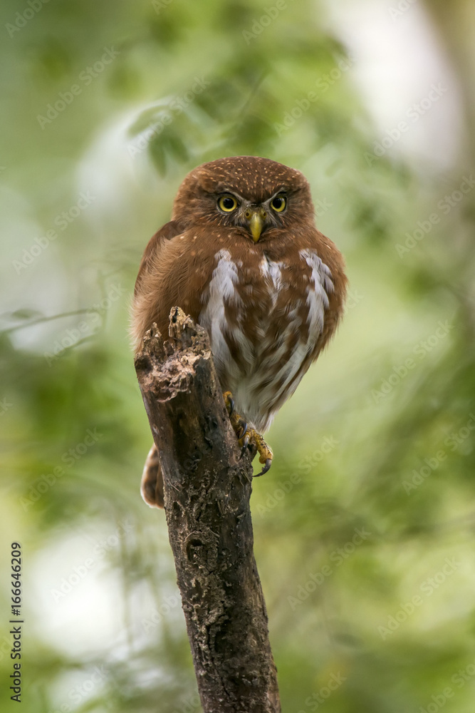 Owl Owl