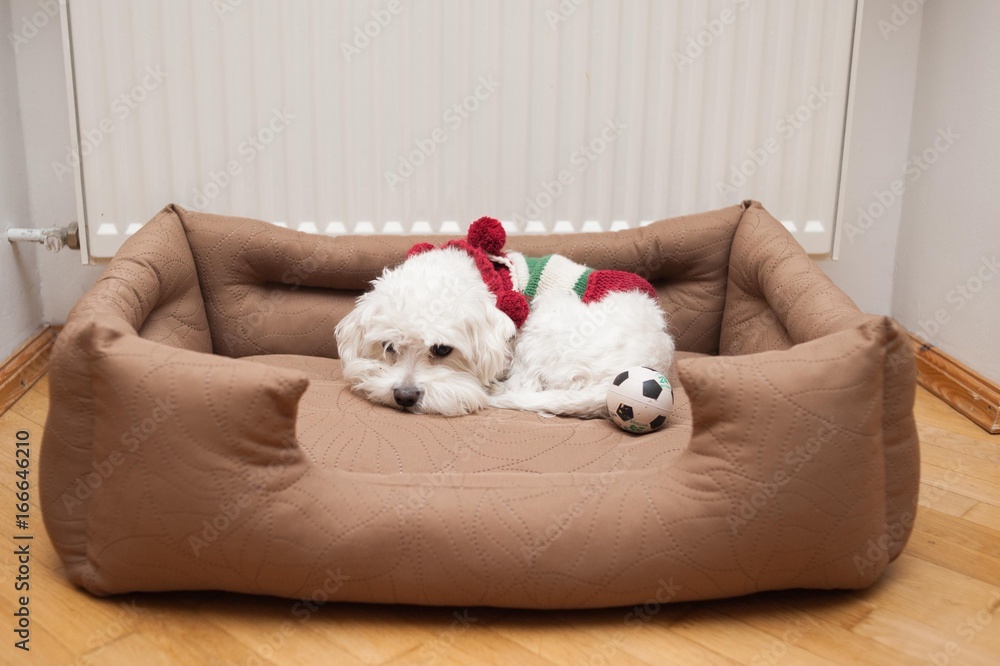 Dogs couch Dogs couch