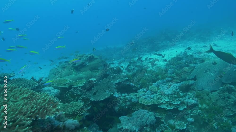 POV, marine life in Indian Ocean reef POV, marine life in Indian Ocean reef