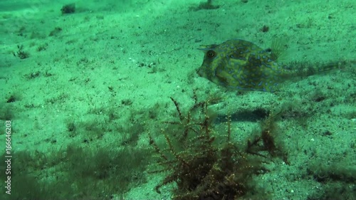 Wallpaper Mural Tropical fish swims on sea floor, POV Torontodigital.ca