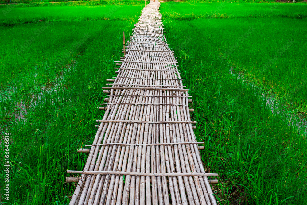 Bamboo bridge (Phukareang) crossing rice field at NakhonNayok