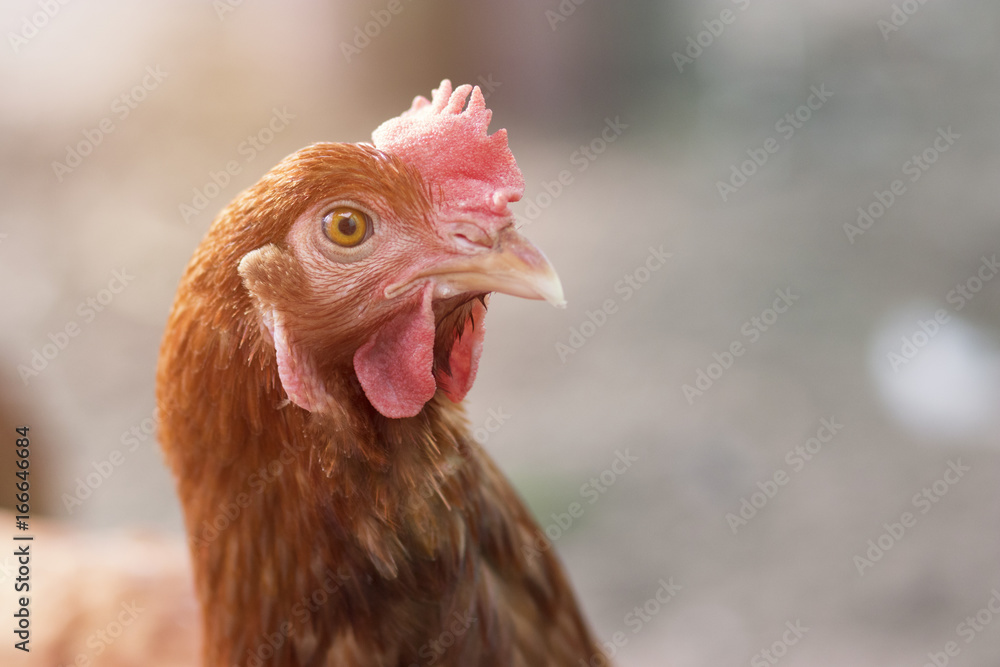 Brown chicken waiting feed in stall at the farm. Hen indoor on a farm yard in Thailand. Close up eyes and blur background. Portrait animal. (Rhode Island Red)