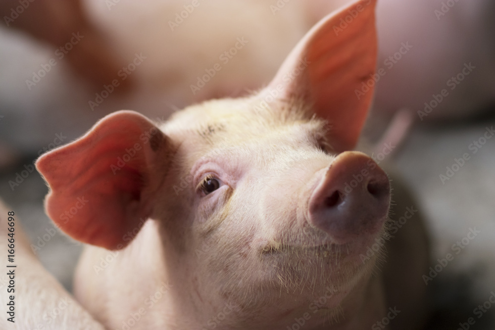 Small piglet waiting feed in the farm. Pigs indoor on a farm yard in Thailand. swine in the stall. Close up eyes and blur. Portrait animal. Small piglet waiting feed in the farm. Pigs indoor on a farm yard in Thailand. swine in the stall. Close up eyes and blur. Portrait animal.