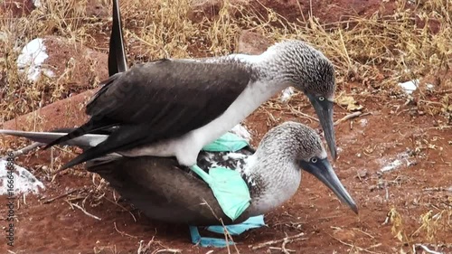 Close up, blue footed booby stands on top of another