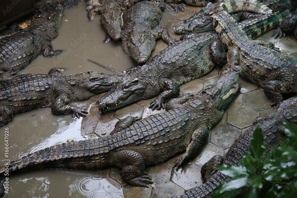 Crocodiles