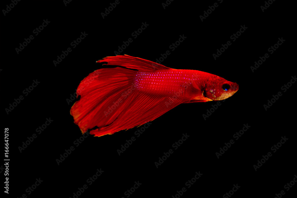 Obraz premium Red betta fish on black background