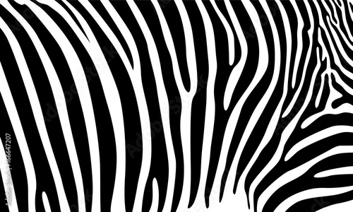 Fotografie, Obraz Realistic abstract zebra skin pattern vector illustration