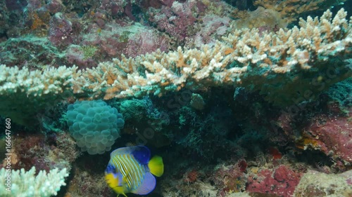POV, royal angelfish swims over reef