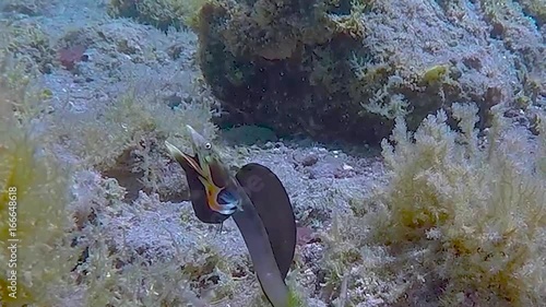 Orangethroat Pikeblenny in mating display photo