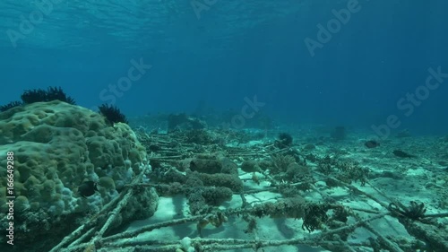 POV scuba dive, Biorock Artificial Reef in Indonesia