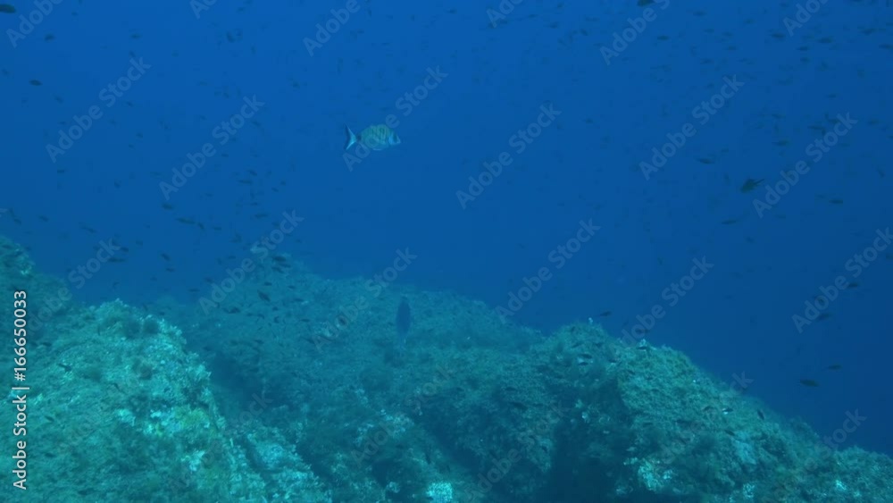 School of fish in Corsica, POV School of fish in Corsica, POV