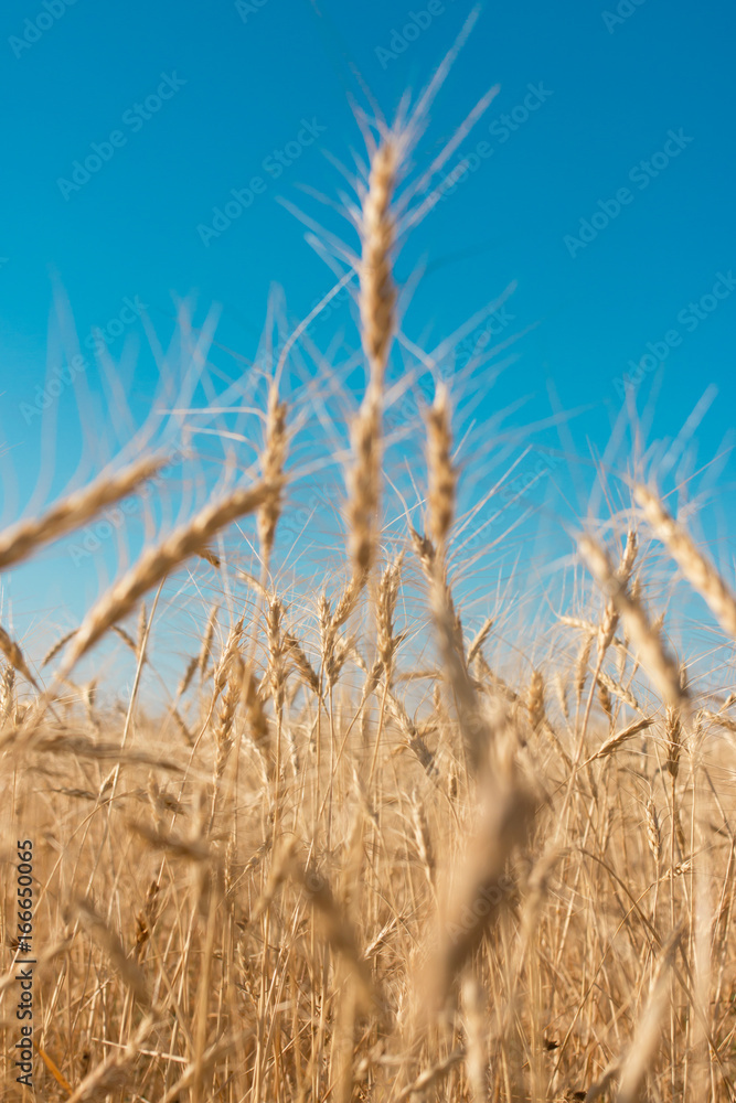 Fototapeta premium Wheat on the sky background