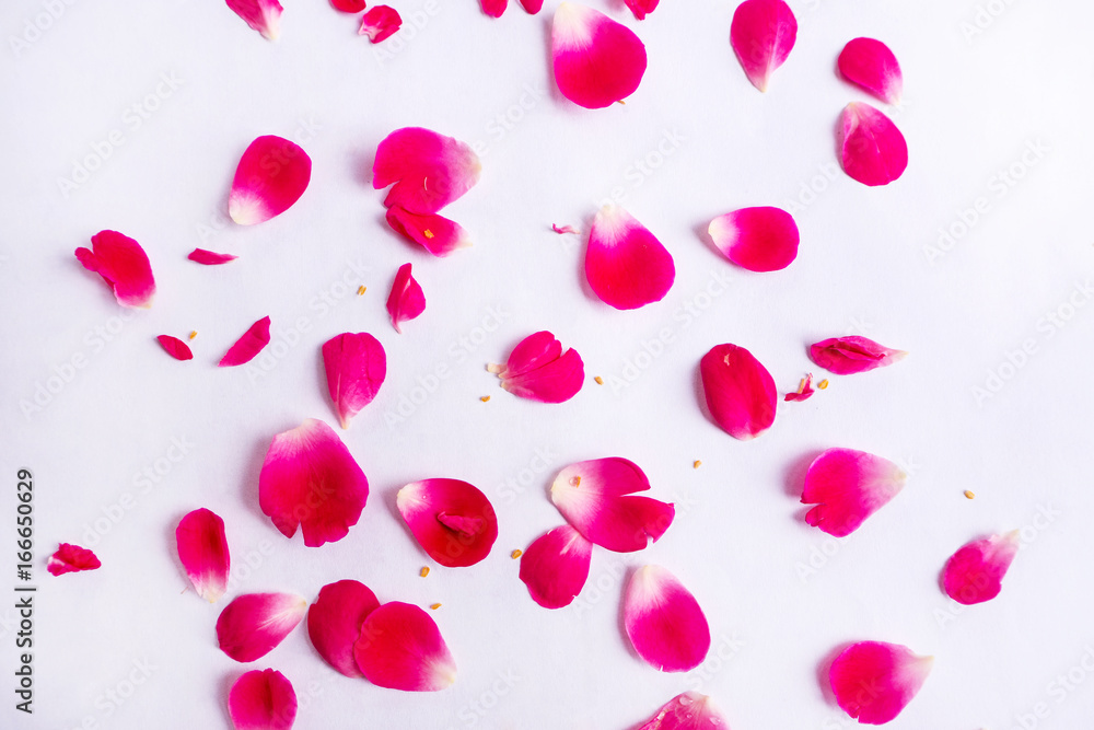 Pink Rose petals