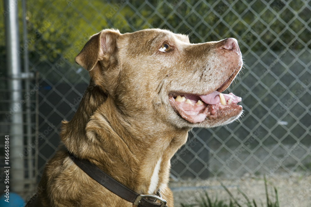Obraz premium Smiling Senior Dog Profile