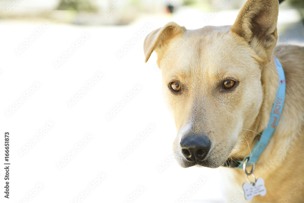 Yellow Dog Looking At Camera