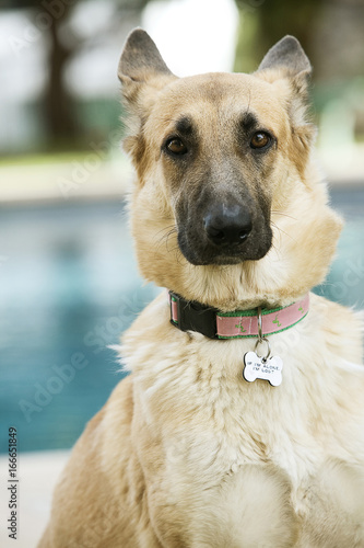 German Shepherd Looking at Camera