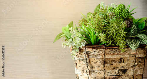 Indoor plant on wooden table and wood wall textures background.