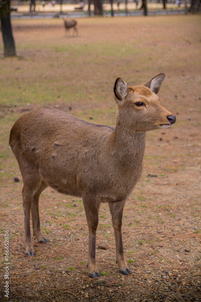 deer roam free in Nara Park, Japan.