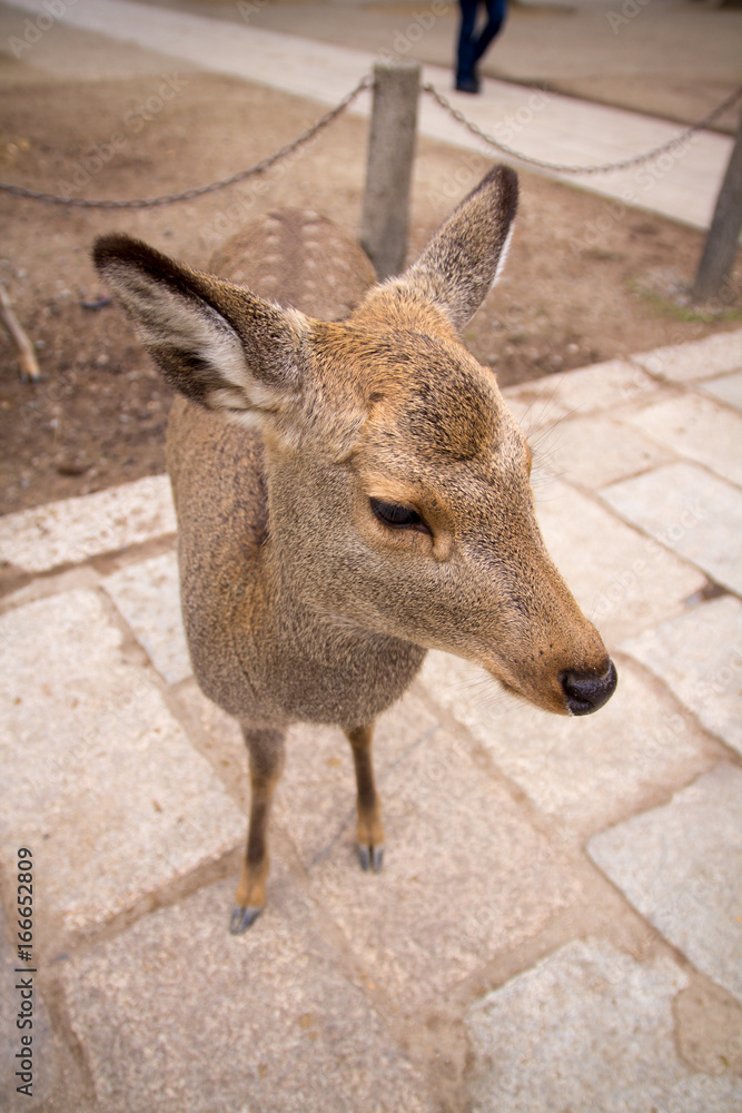 Fototapeta premium deer roam free in Nara Park, Japan.