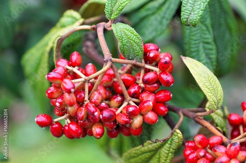 Fotografie viburnum rhytidophyllum beeren