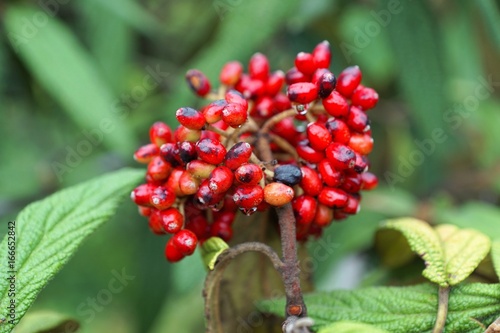 viburnum rhytidophyllum beeren