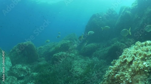 Wallpaper Mural School of fish in Mediterranean Sea navigate rocks, POV Torontodigital.ca