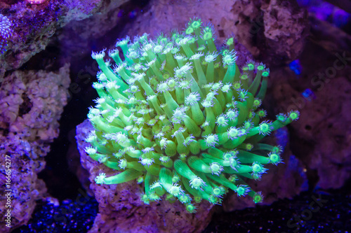 Flower pot coral (Goniopora sp.) photo