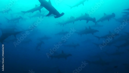 Massive herd of hammerheads migrate through Galapagos, POV