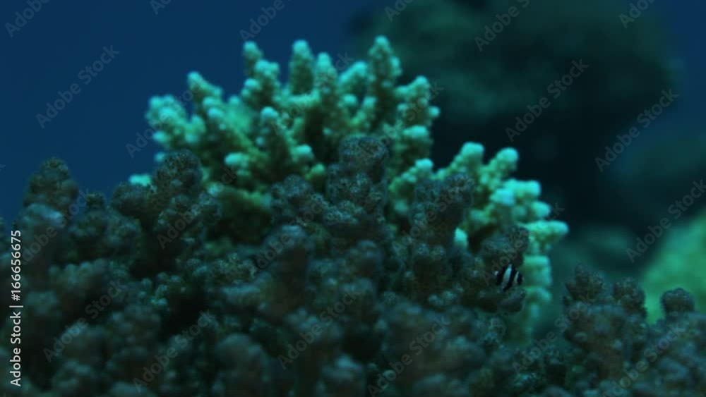 Extreme close up, tiny fish swim next to coral Extreme close up, tiny fish swim next to coral