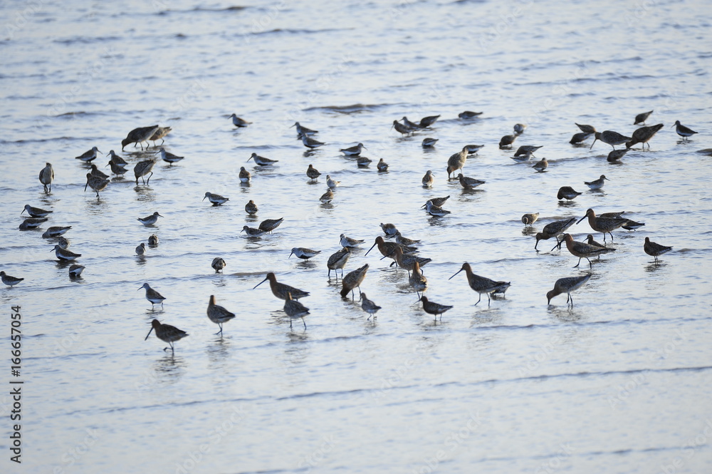 Fototapeta premium The sea bird