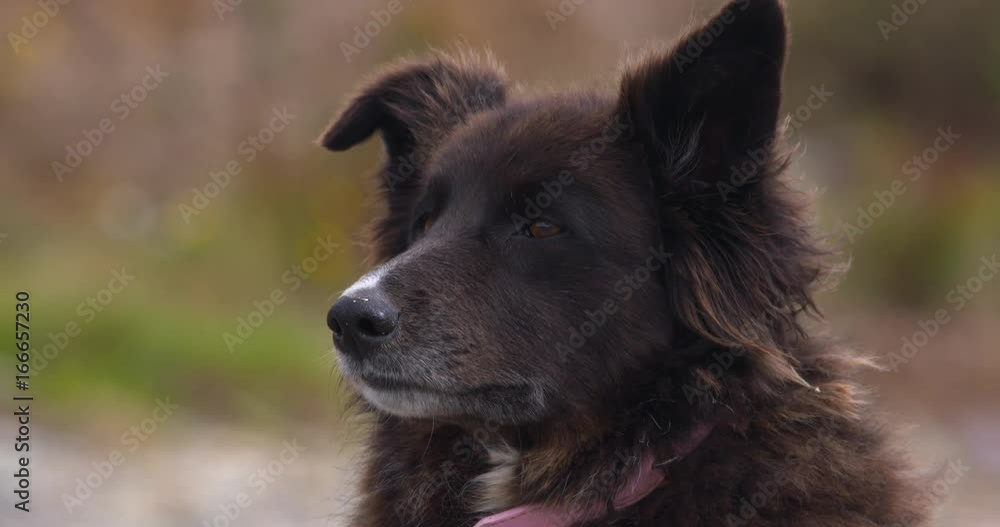 Brown Border Collie mix dog head and pink collar close up outdoors. Brown Border Collie mix dog head and pink collar close up outdoors.