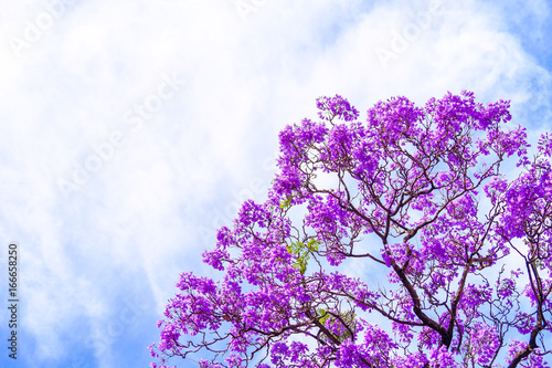 Принти на полотні Jacaranda tree in Adelaide
