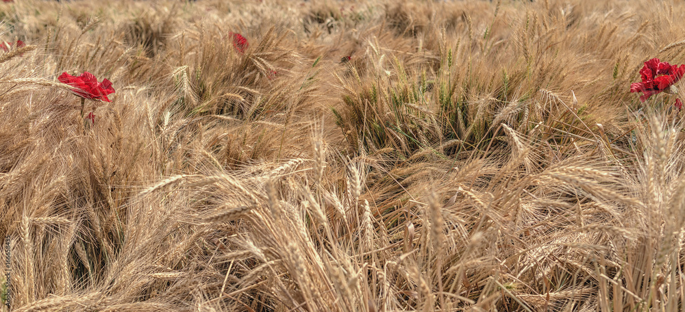 Red poppies blossom in the middle of a wheat field Red poppies blossom in the middle of a wheat field