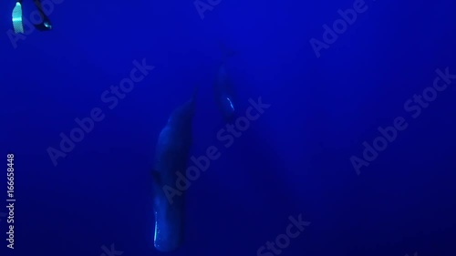 Sperm Whales swim in ocean, underwater POV