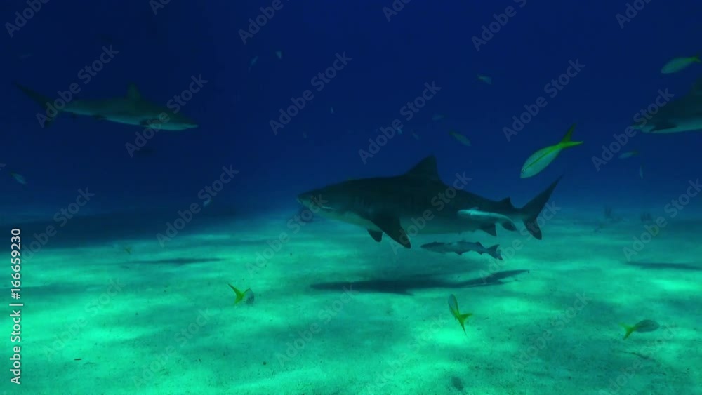 Wild tiger shark swims off coast of Bahamas, POV Wild tiger shark swims off coast of Bahamas, POV