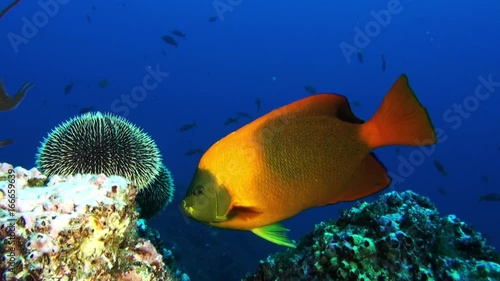 Tropical fish swim in reef off Socorro Island, POV