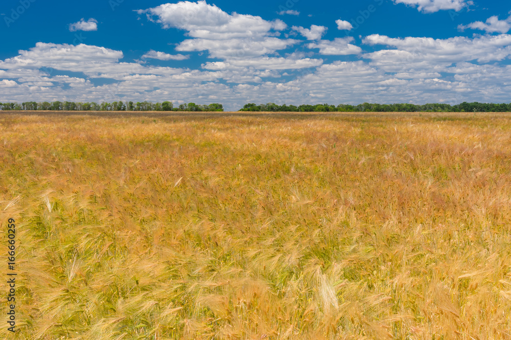 Summer landscape sort of wheat field in June, central Ukraine Summer landscape sort of wheat field in June, central Ukraine