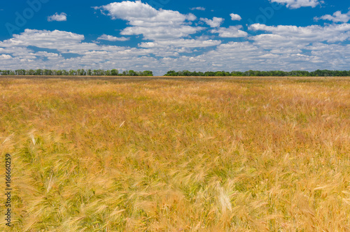 Summer landscape sort of wheat field in June  central Ukraine