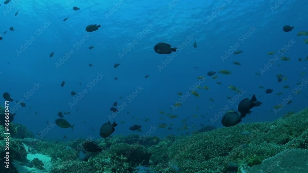 Large group of fish swim by ocean floor Large group of fish swim by ocean floor