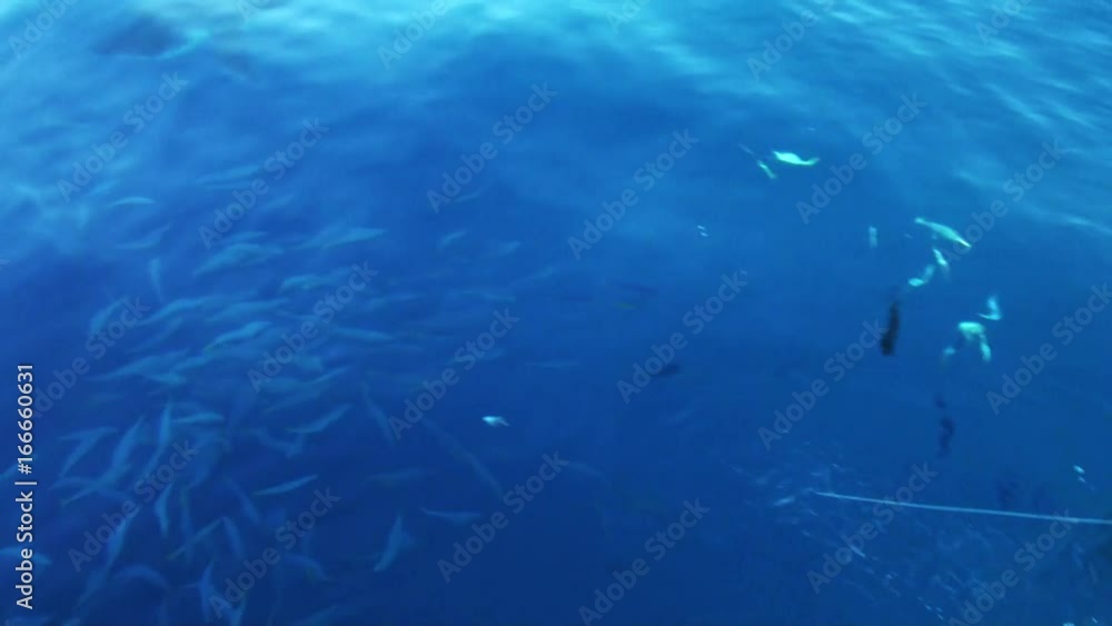 Great white shark swims by boat, POV Great white shark swims by boat, POV