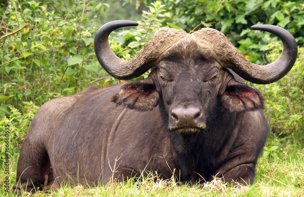 Buffalo at Aberdare, Kenya on 27/09/07 Photo: Michael Buch Buffalo at Aberdare, Kenya on 27/09/07 Photo: Michael Buch