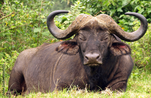 Buffalo at Aberdare, Kenya on 27/09/07 Photo: Michael Buch