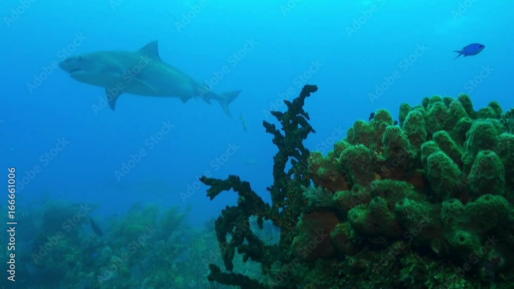 Sharks swim over tropical reef in Bahamas, POV Sharks swim over tropical reef in Bahamas, POV