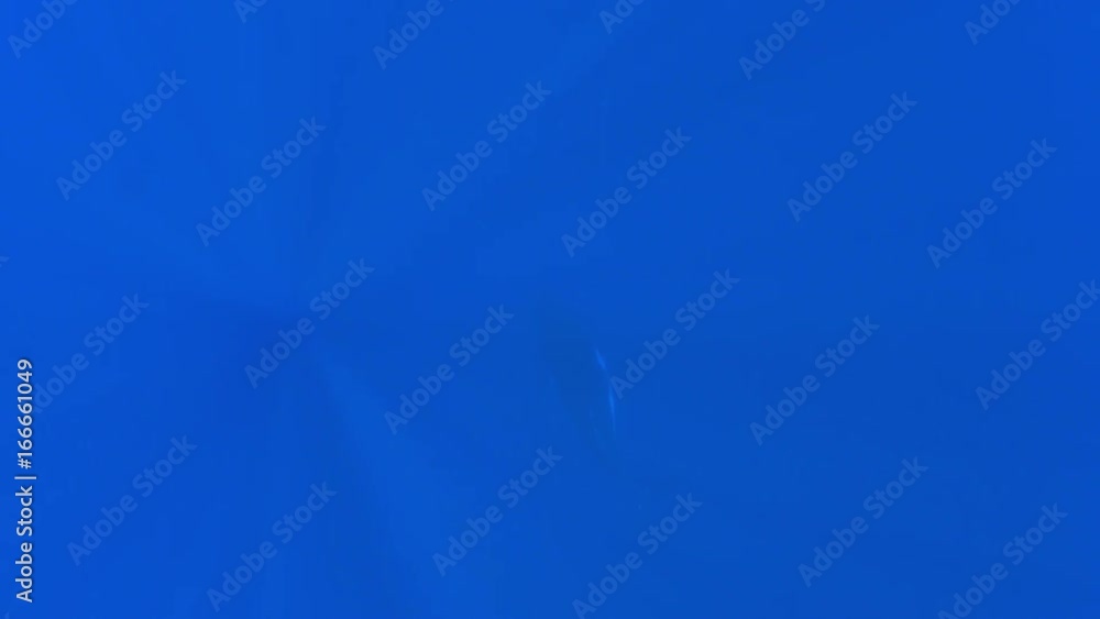 Underwater POV, humpback whale swims deep in ocean Underwater POV, humpback whale swims deep in ocean