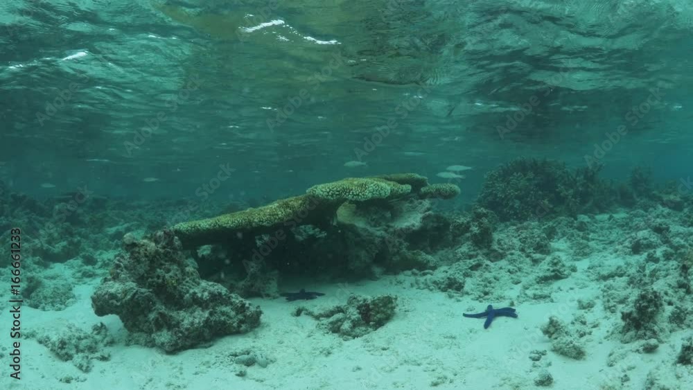 Fish swim in shallow reef, Pacific Ocean Fish swim in shallow reef, Pacific Ocean
