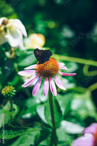 Large black butterfly on a flower