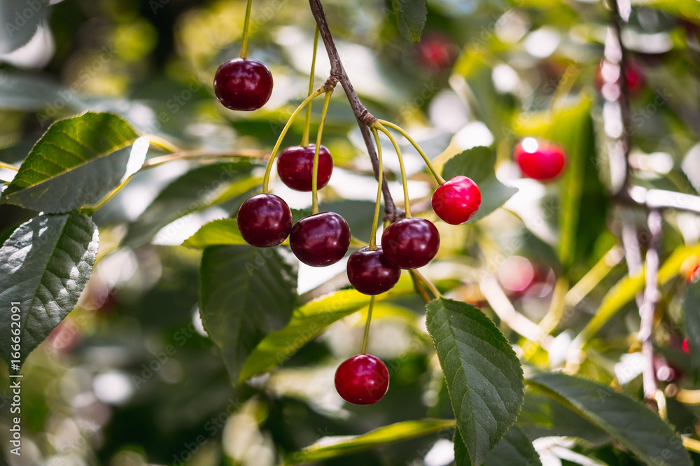 Red cherry on the tree Red cherry on the tree