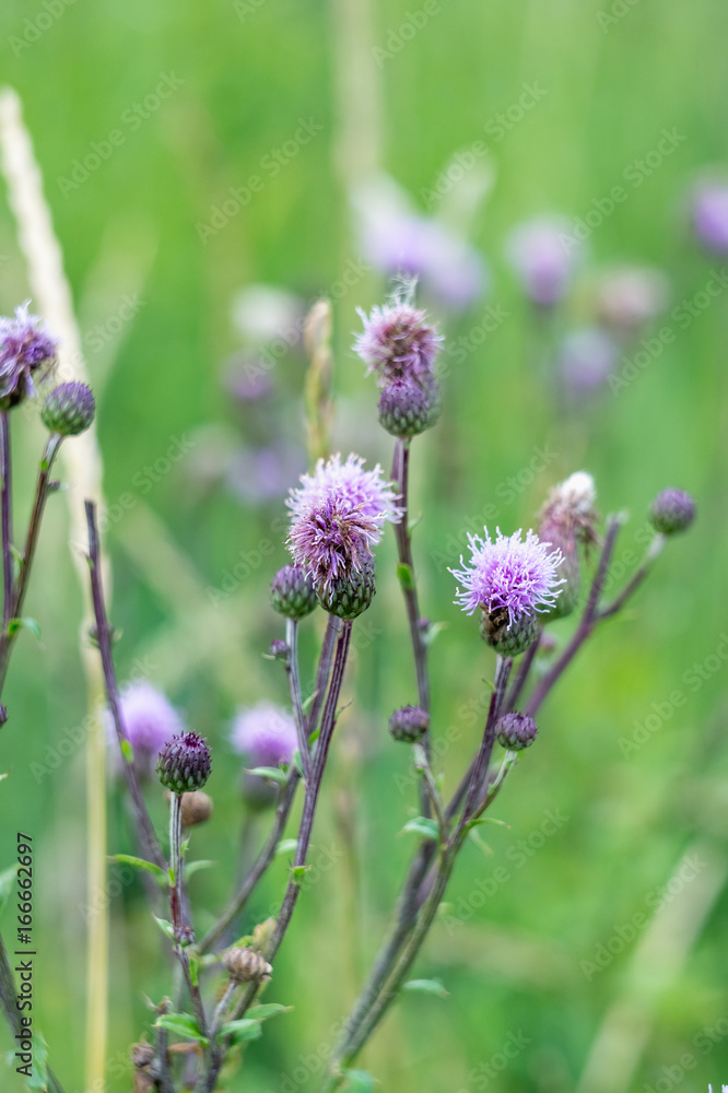 Closeup photo of pink wildflower on the meadow Closeup photo of pink wildflower on the meadow