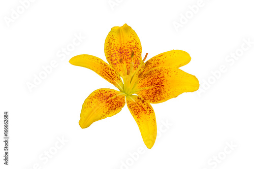 isolated yellow and orange Lily flower on white background