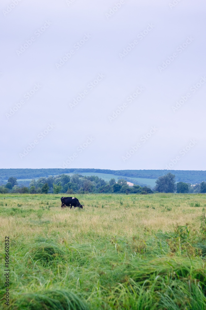 Single cow in the field.